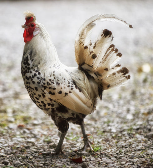 Wellington The Cockerel Art Canvas